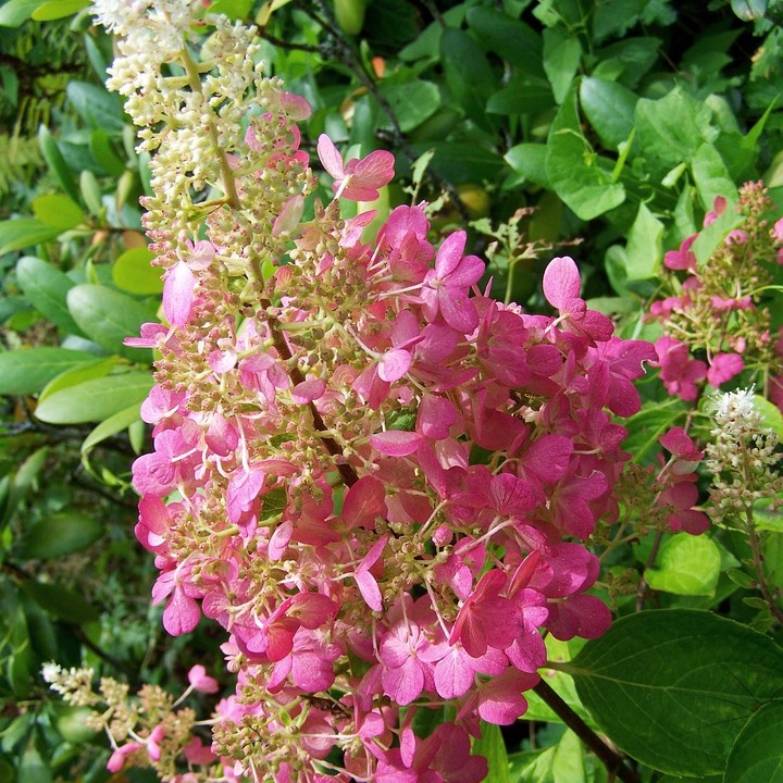 Rispenhortensie  Pinky Winky ® - Hydrangea paniculata