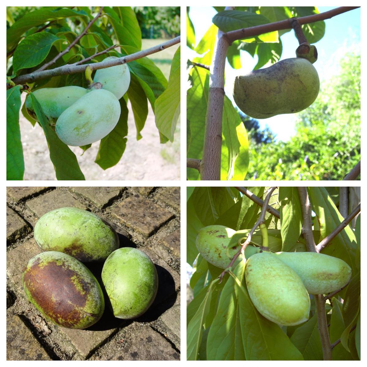 2-er Set Indianerbanane Paw Paw nach Wahl