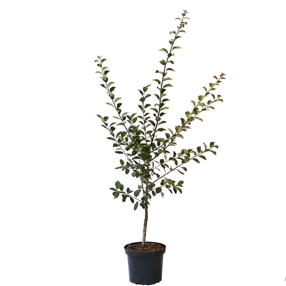 Aprikosen-Kirsche Aprikyra® - Prunus x Armeniaca 7-10 Liter Topfballen