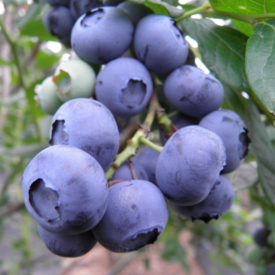 Heidelbeere Bluegold - Vaccinium corymbosum
