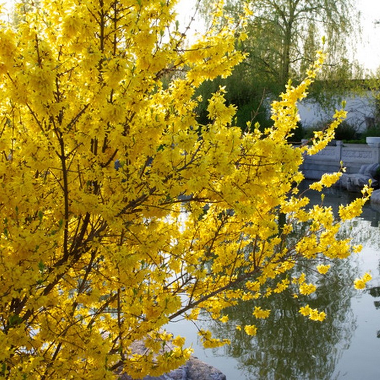 Goldglöckchen - Forsythia Goldrausch