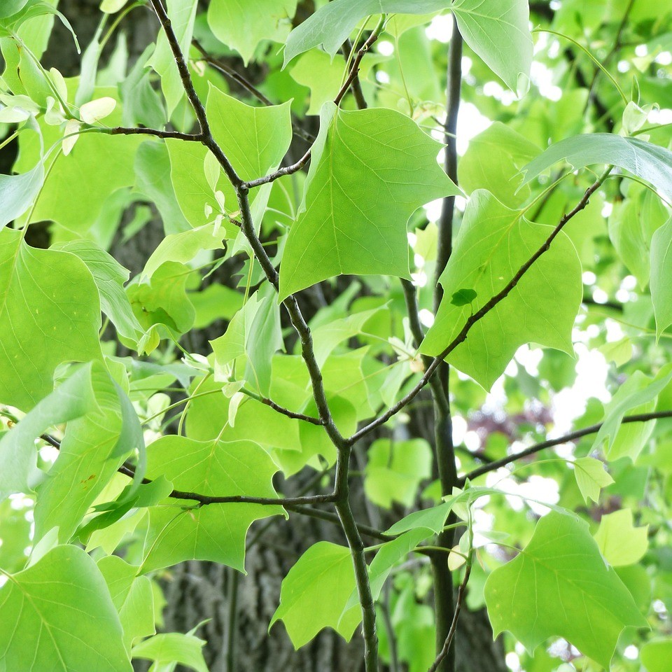 Tulpenbaum - Liriodendron tulipifera 3 Liter Topfballen