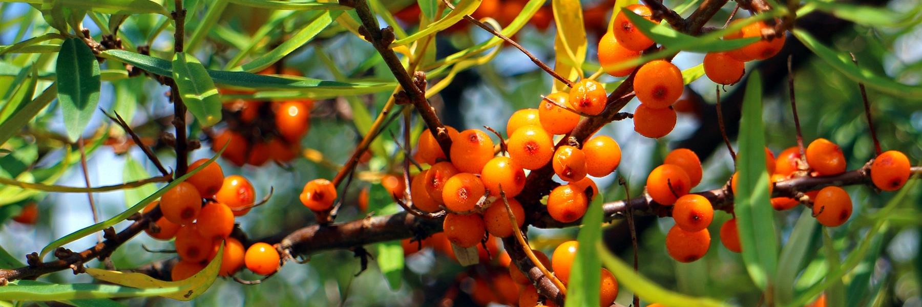 Sanddornbeeren sind sehr wertvoll als Saft oder Marmelade, sie haben einen sehr hohen Vitamin C Anteil. Die Pflanzen sehr robust trockenheitsresistent.
