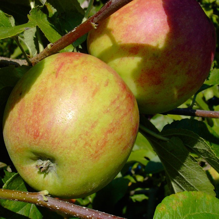 Geheimrat Dr. Oldenburg Buschbaum Topfballen M7