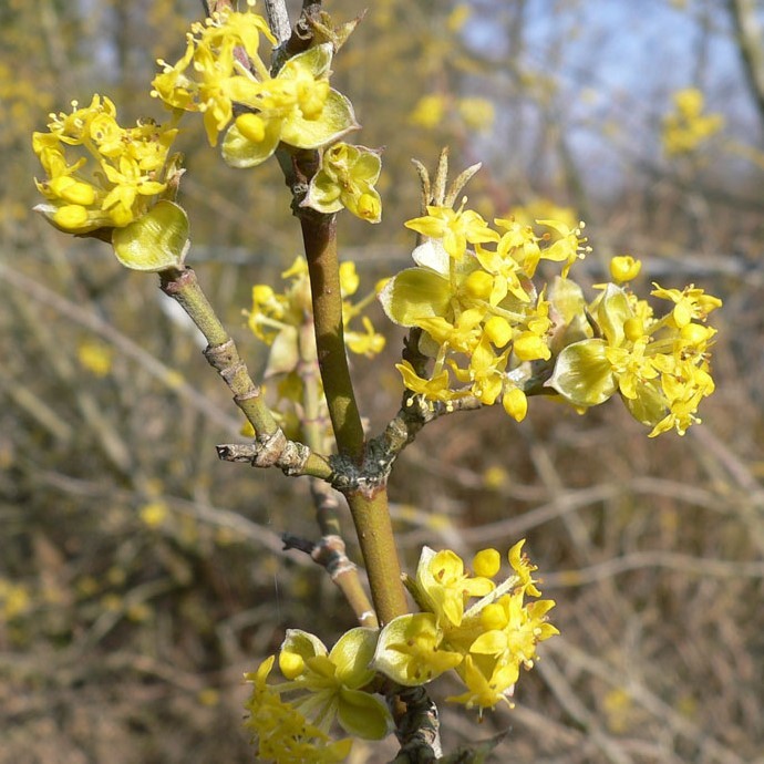 Kornelkirsche Gelber Hartriegel - Cornus mas  5 Liter Topfballen