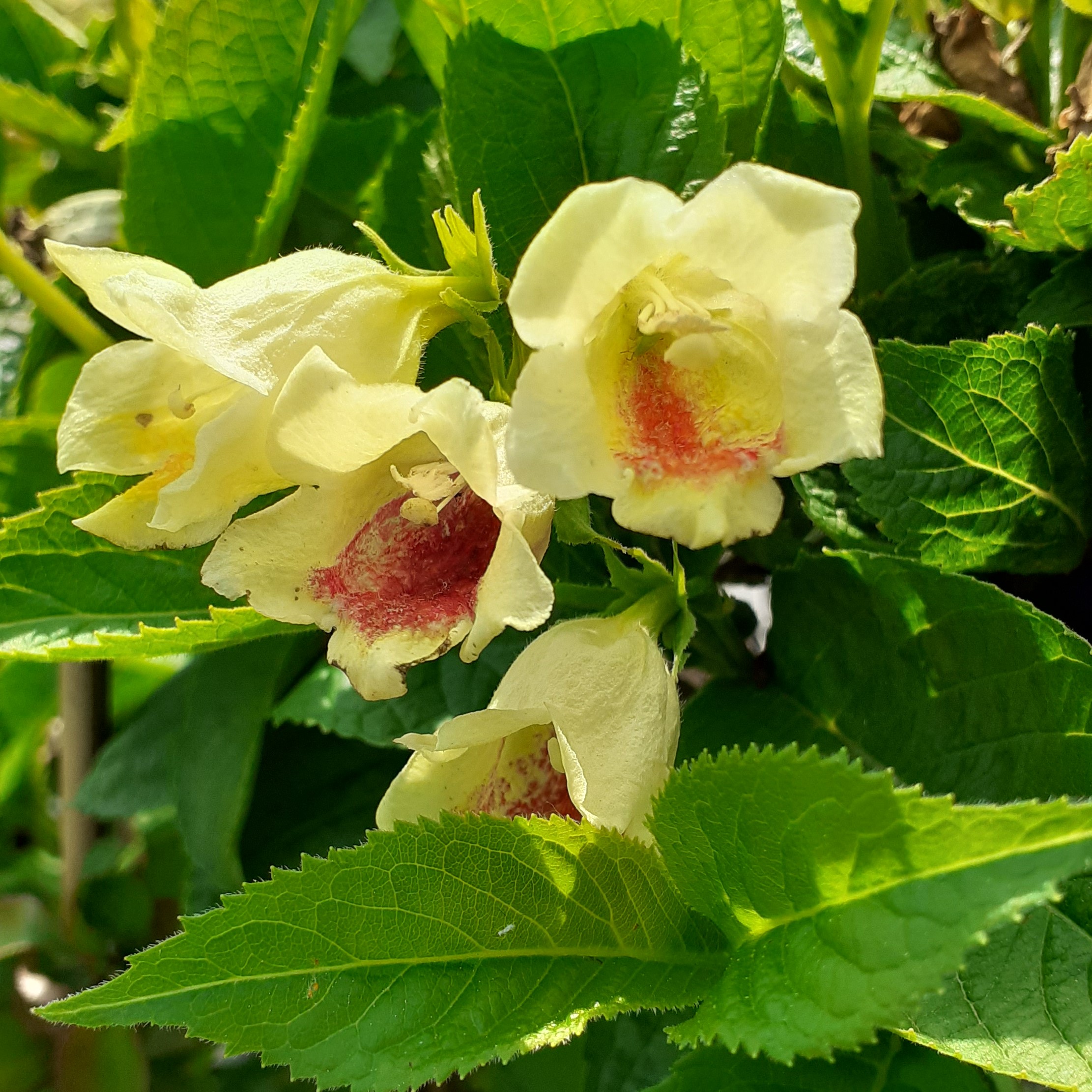 Goldweigelie - Weigela middendorffiana