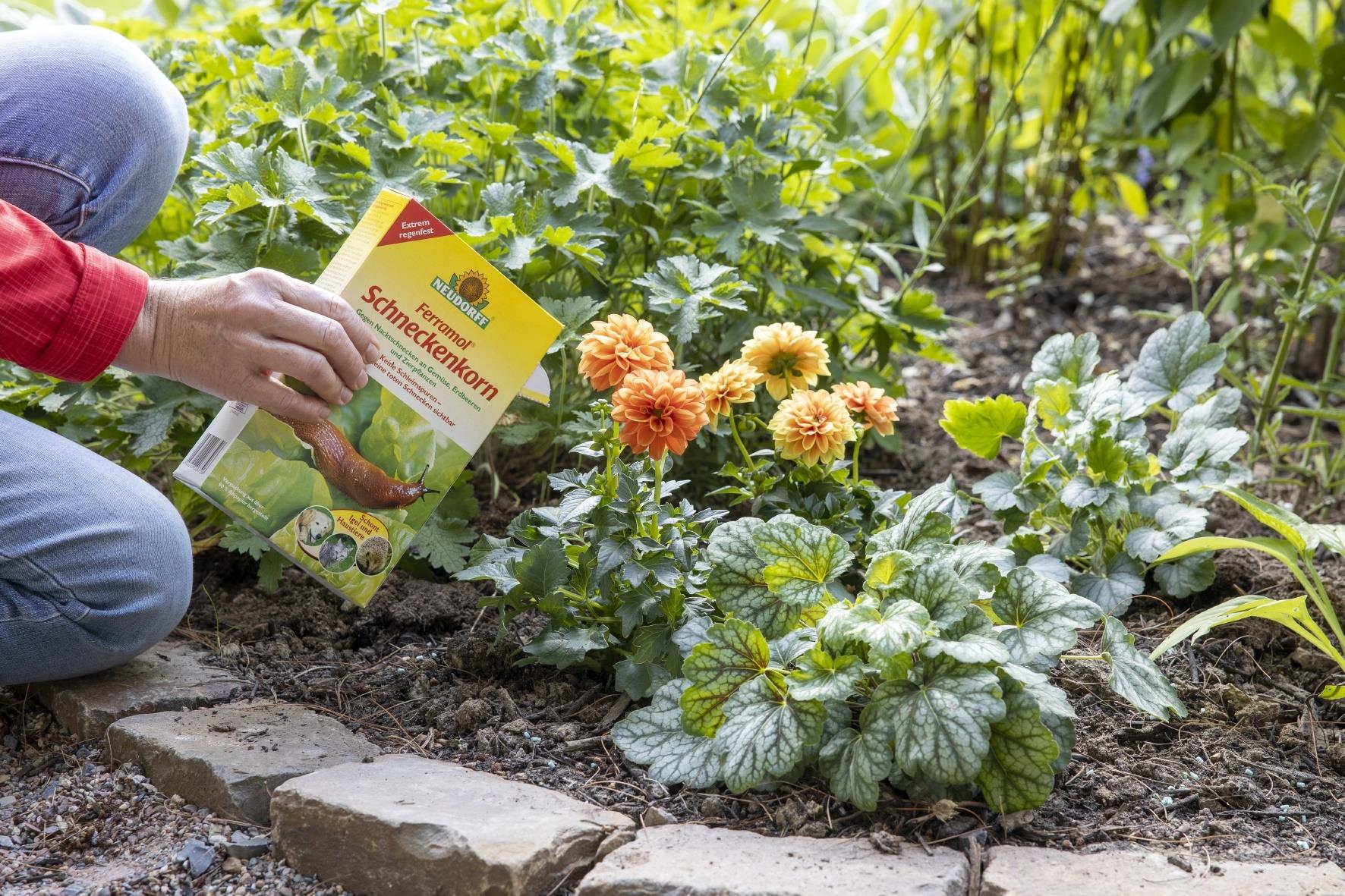 Neudorff Ferramol Schneckenkorn gegen Nacktschnecken, Eisenverbindung als Wirkstoff, 1 Kg Packung