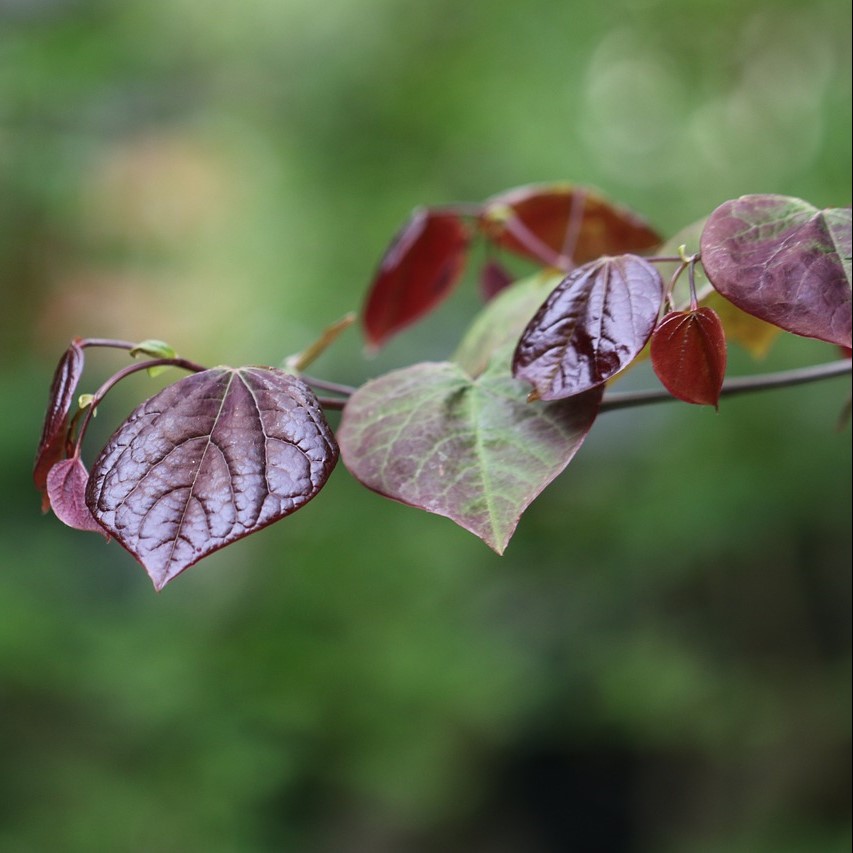 Judasbaum - Cercis siliquastrum 40-60 cm 3 Liter Topfballen