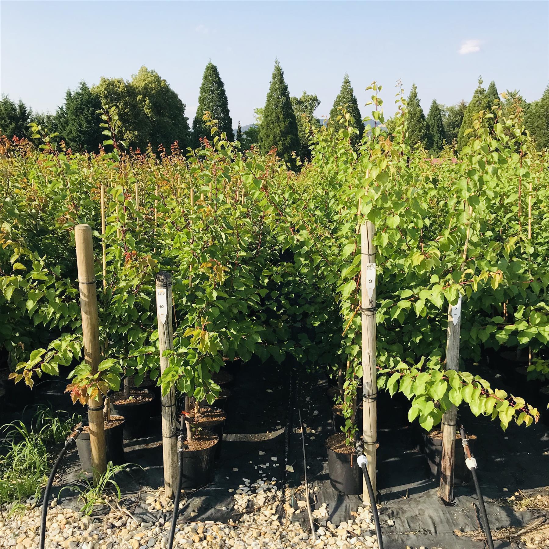 Klosterneuburger Marille Aprikose Buschbaum Topfballen