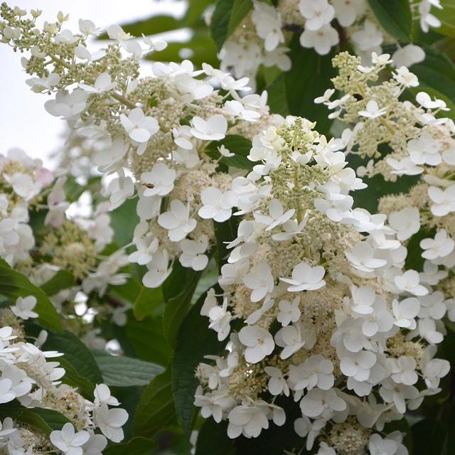 Rispenhortensie Pink Lady Hydrangea paniculata ca 40-60 cm 3 Liter Topf