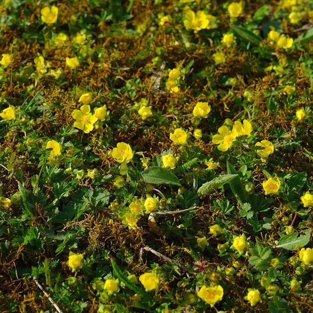 Golderdbeere - Waldsteinia ternata