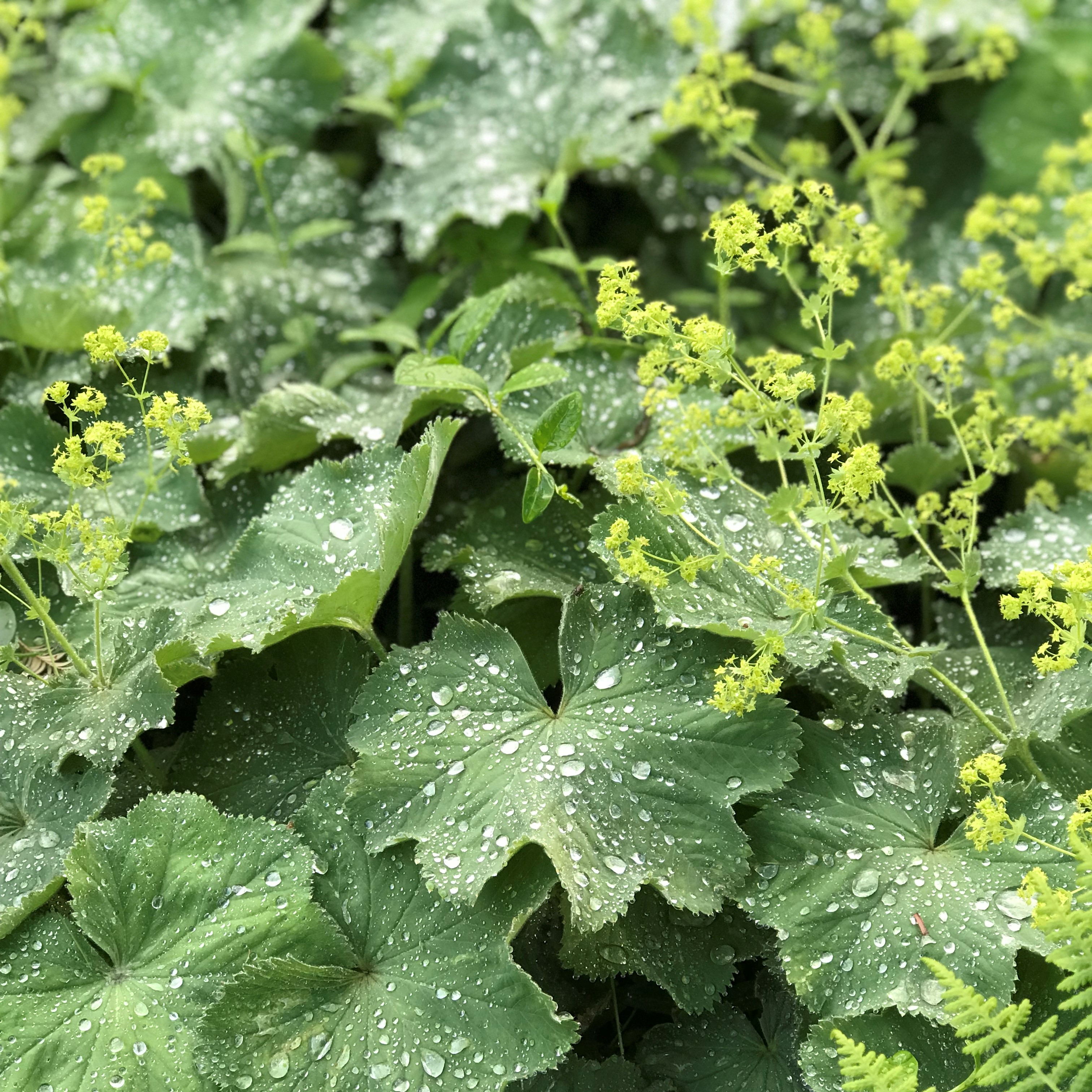 Frauenmantel - Alchemilla epipsila