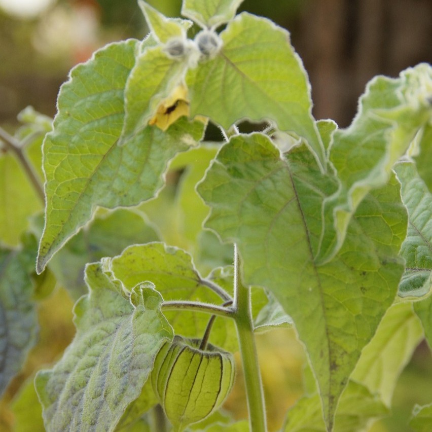 Physalis peruviana Schönbrunner Gold
