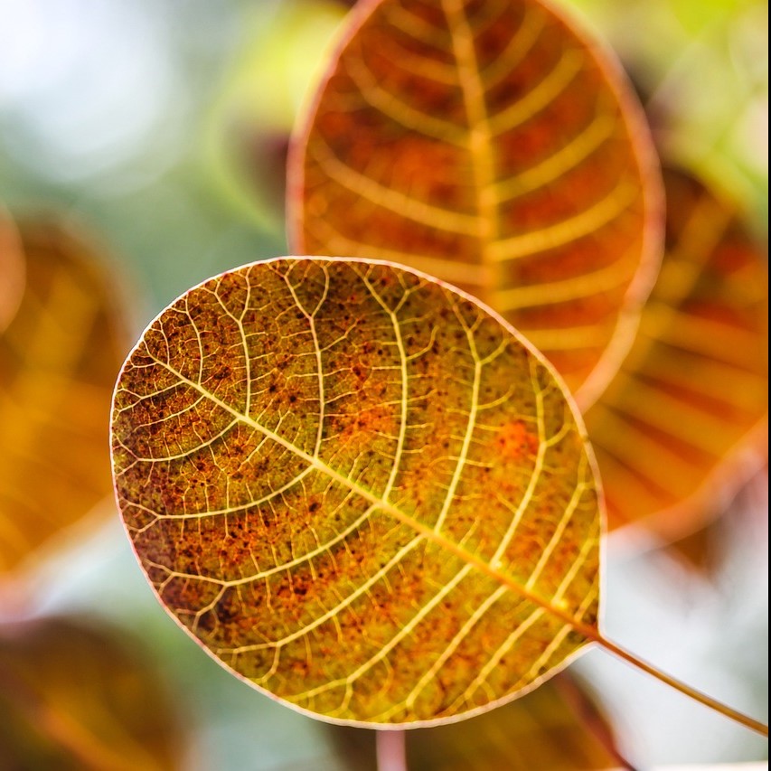 Roter Perückenstrauch - Cotinus coggygria Royal Purple