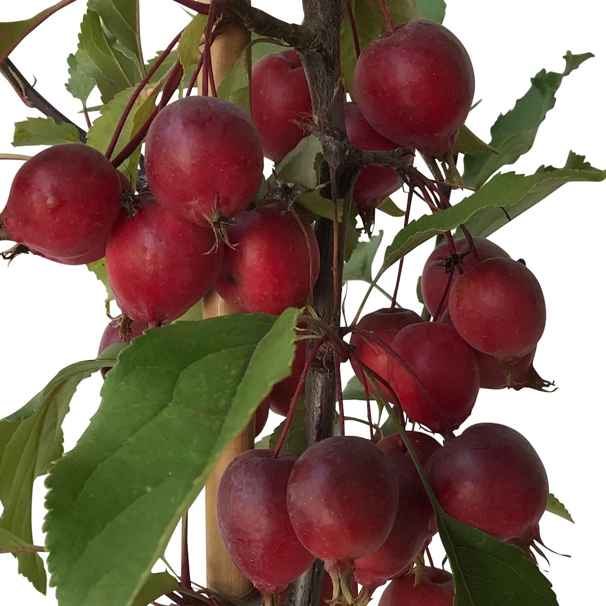 Säulenzierapfel Red Obelisk Zierapfel