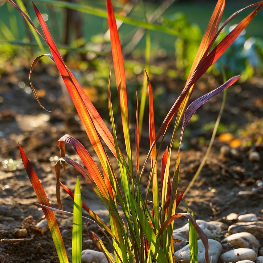 Japanisches Blutgras Red Baron - Imperata cylindrica
