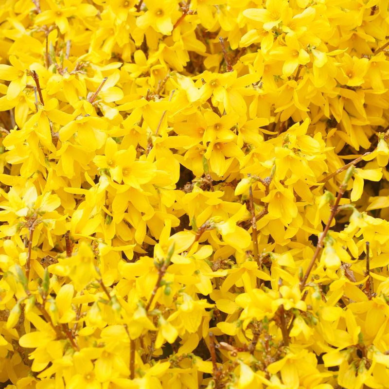 Goldglöckchen - Forsythia Beatrix Farrand 5 Liter Topfballen