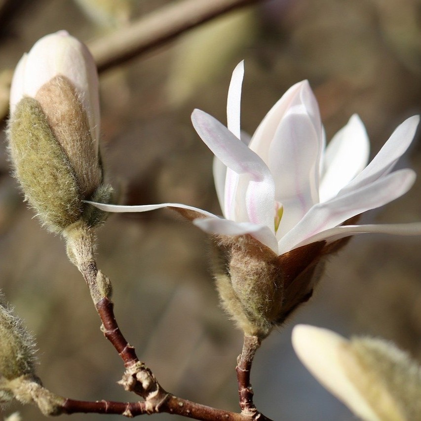 Sternmagnolie Royal Star - Magnolia stellata 5 Liter Topfballen 60-80 cm