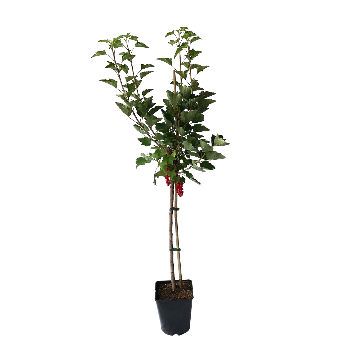 Bona (S) - schwarze robuste Johannisbeere  Fußstamm / 40 cm Stamm / 5 Liter Topf