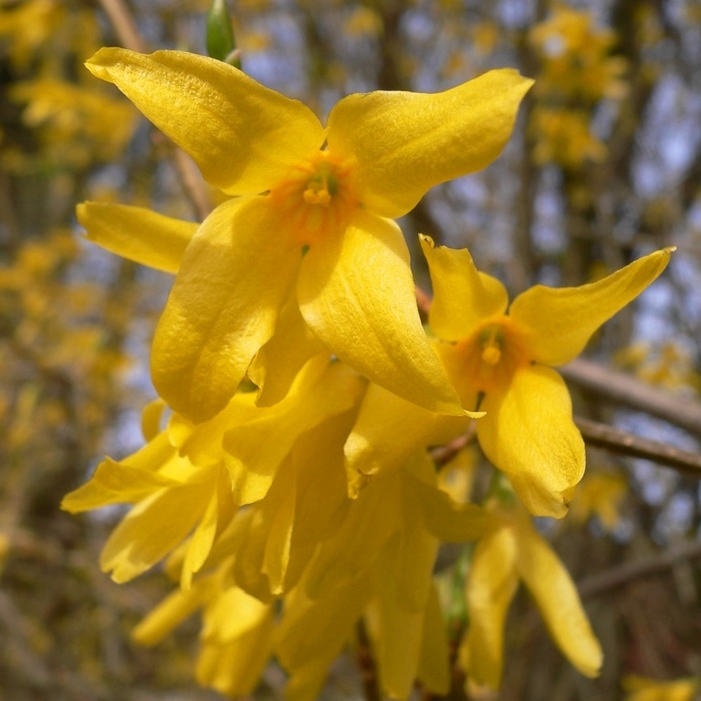 Goldglöckchen - Forsythia Beatrix Farrand