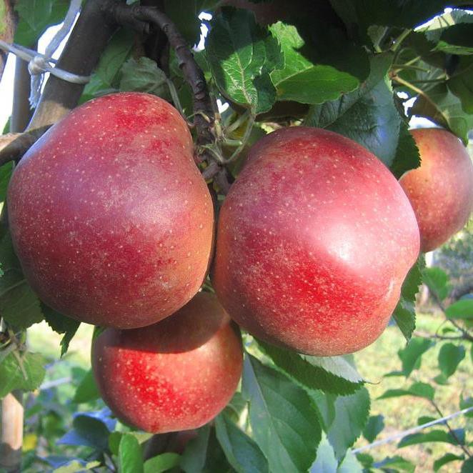 aus Garten der Obstbaumschule direkt Apfelbaum Boskoop Roter Grüner | Shop