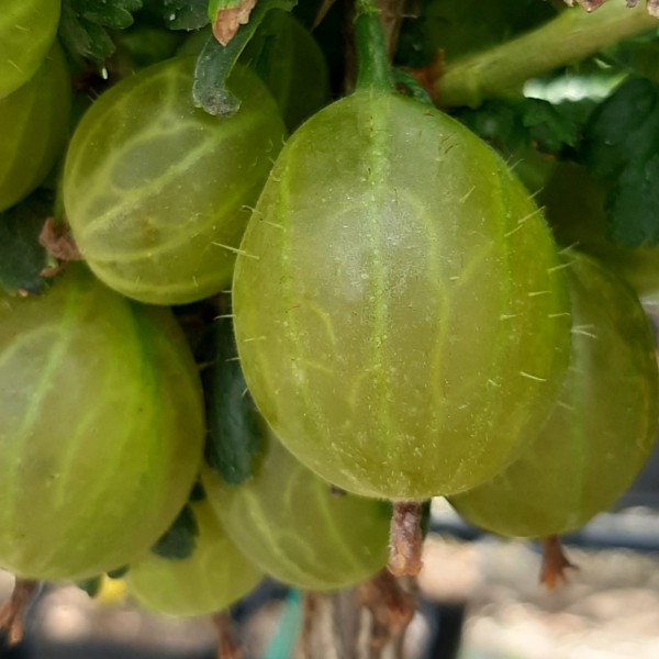 Invicta - grüne Stachelbeere
