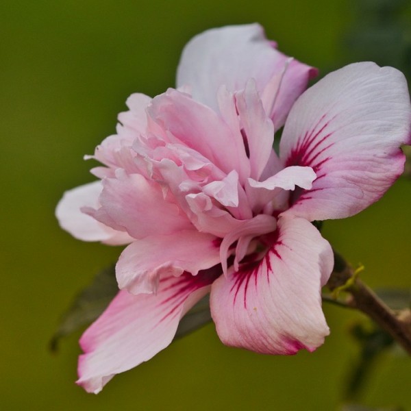 Gartenhibiskus Roseneibisch Pink Chiffon® - Hibiscus syriacus