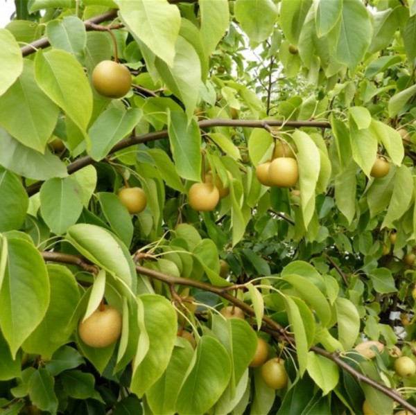 Nashi Sik Chon Early Pear Buschbaum