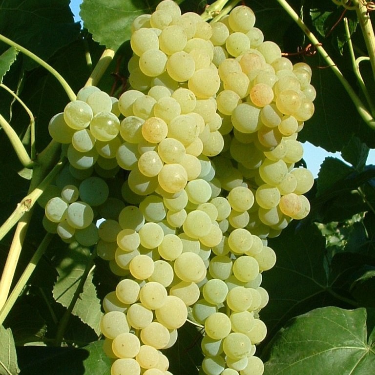 Grüner Shop Lakemont kaufen kernlose | Garten günstig fruchtige Weintraube-