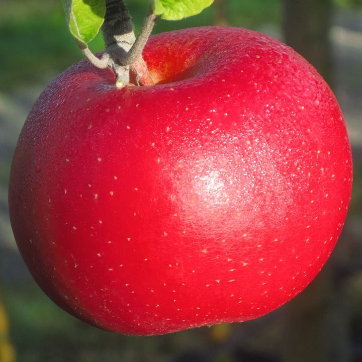 - Roter C - Garten Berlepsch Shop kaufen reicher Apfel Vitamin | Grüner online