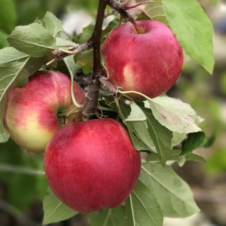 Baum 3 Garten | Apfel Shop einem mit auf Apfelsorten Grüner Familienbaum