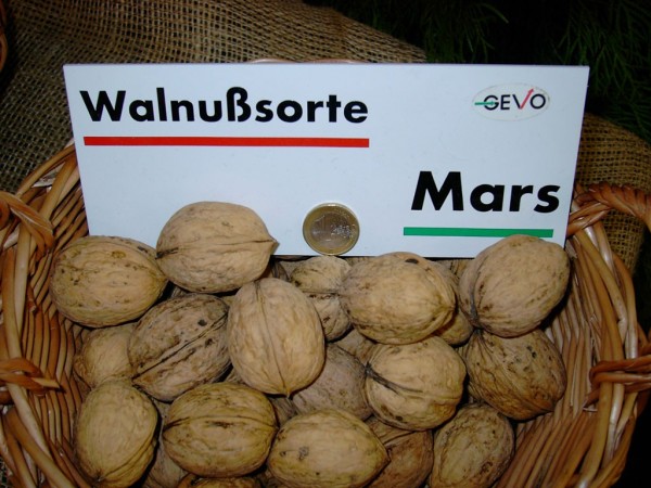 Mars veredelter Walnussbaum
