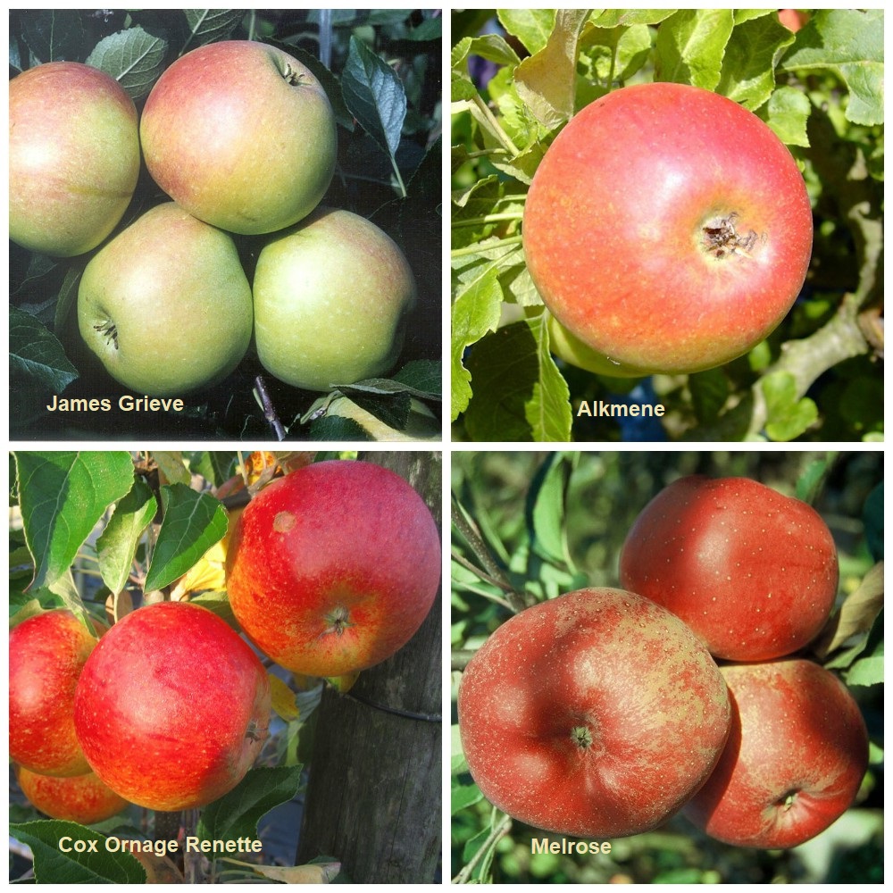 Apfel Familienbaum James Grieve Alkmene Cox Melrose | Grüner Garten Shop