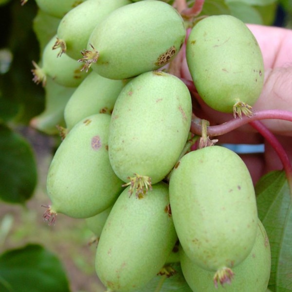 Bayernkiwi weibliche fruchtragende Pflanze - Actinidia arguta