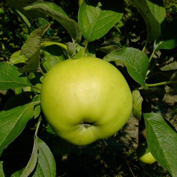 Seestermüher Zitronenapfel