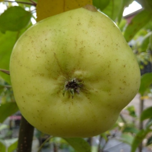 Bürener Zitronenapfel regionaler robuster Apfelbaum Hochstamm 180 cm Stamm wurzelnackt Unterlage Slg