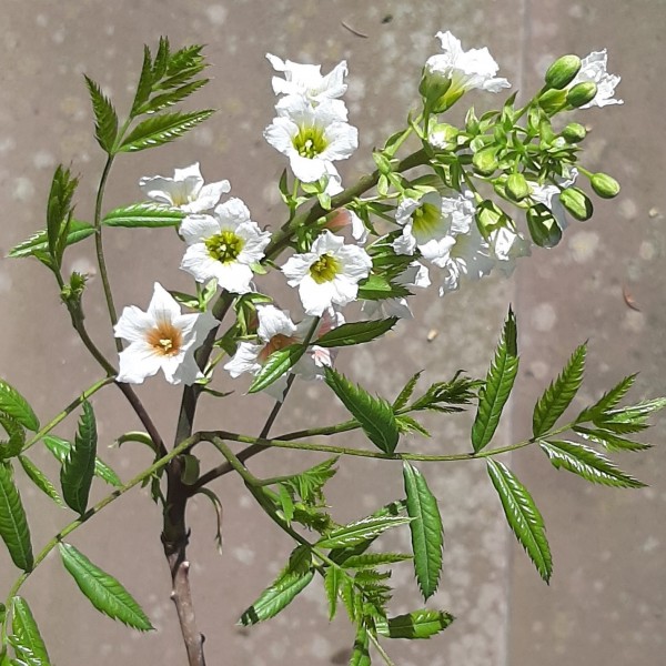 Gelbhornstrauch Xanthoceras sorbifolium - Sahnenussbaum
