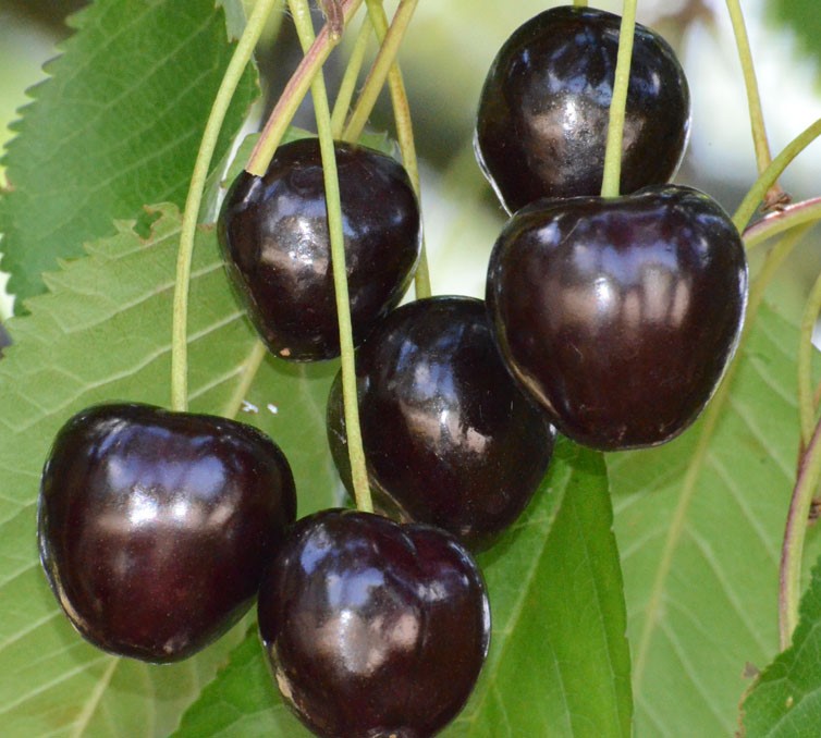 Süßkirsche Kassins Frühe Herzkirsche dunkle Kirsche Buschbaum 120-150 cm Colt 