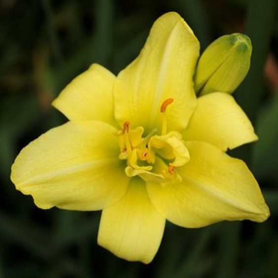 Großblumige Taglilie Atlas - Hemerocallis Hybride
