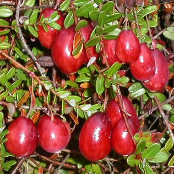 Cranberry Stevens - Vaccinium macrocarpon