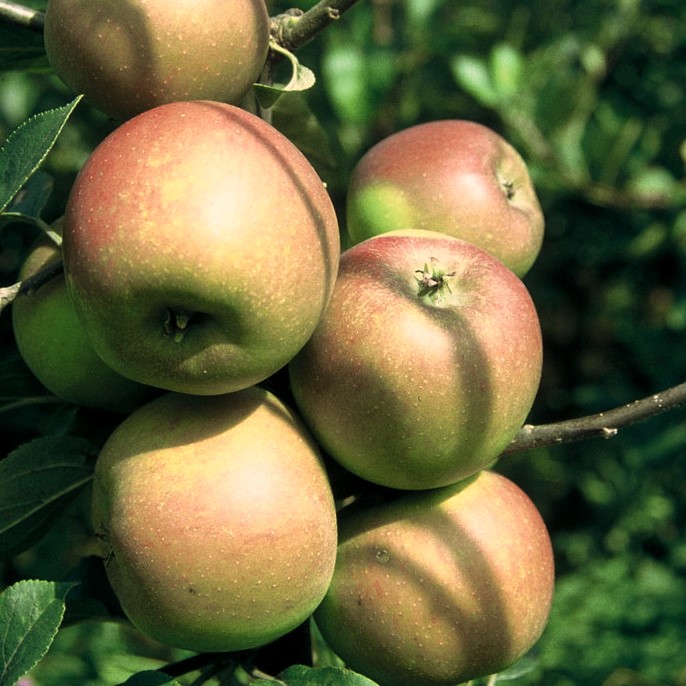 Apfelbaum Rote Goldparmäne - Alte und Historische Apfelsorte | Grüner  Garten Shop