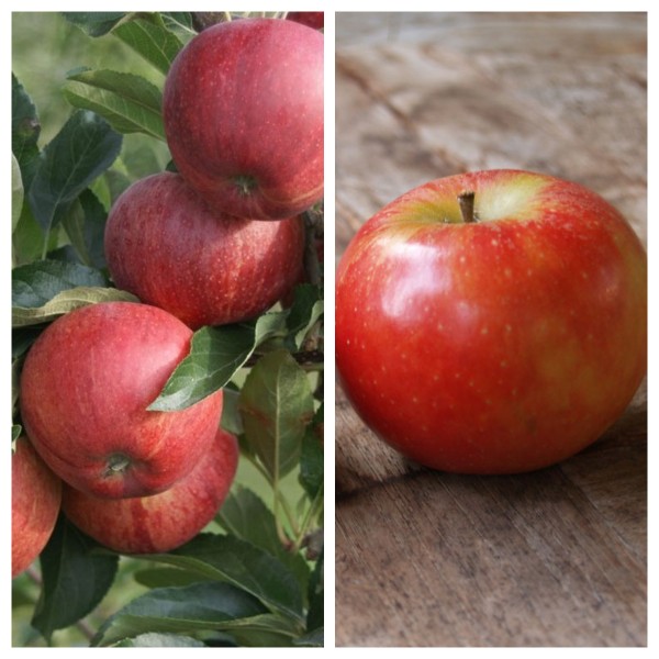 Duo-Apfelbaum aus Gala - Elstar - Cox Orange - Jonagold