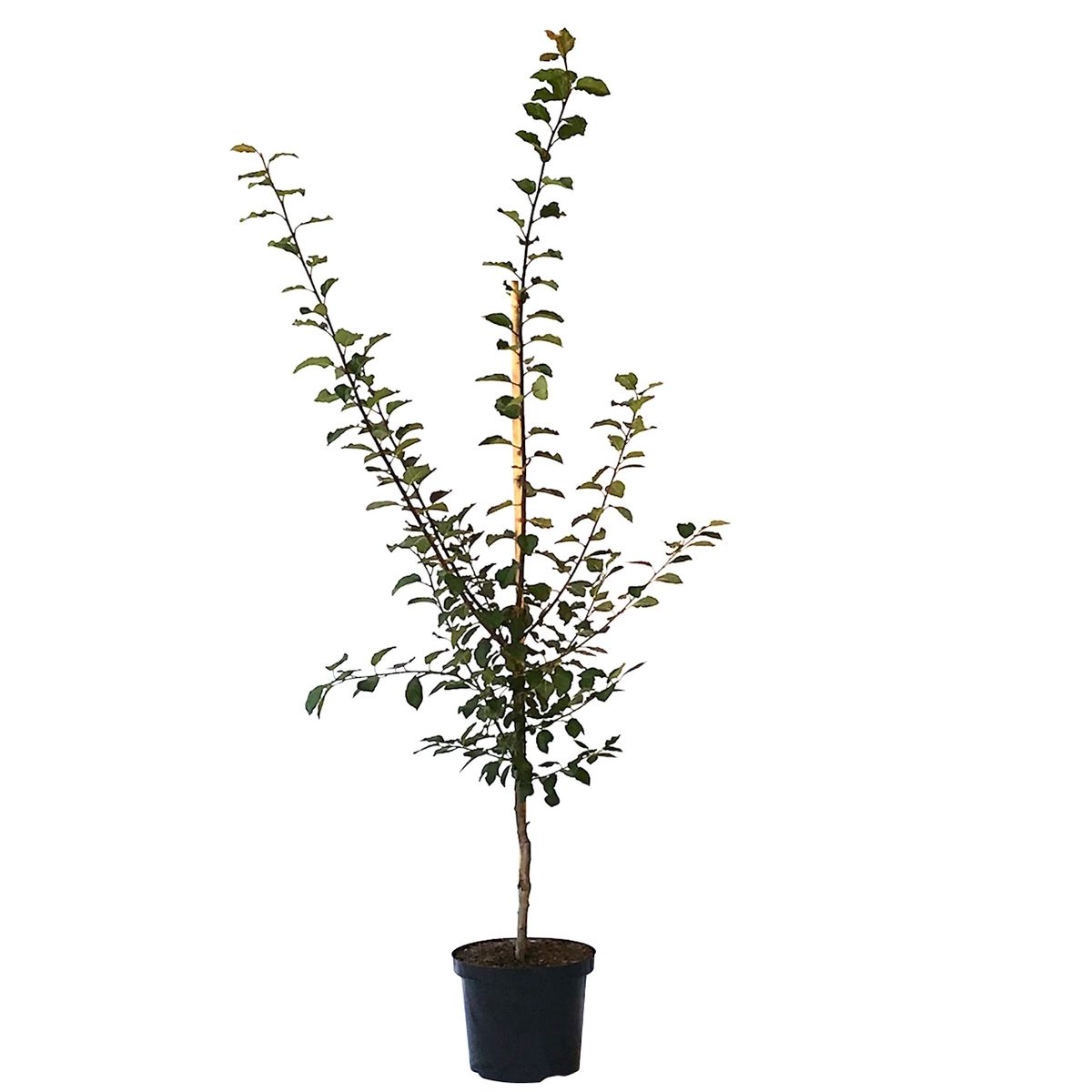 Zwetschebaum Anna Späth - Zwetschge für den Garten | Grüner Garten Shop