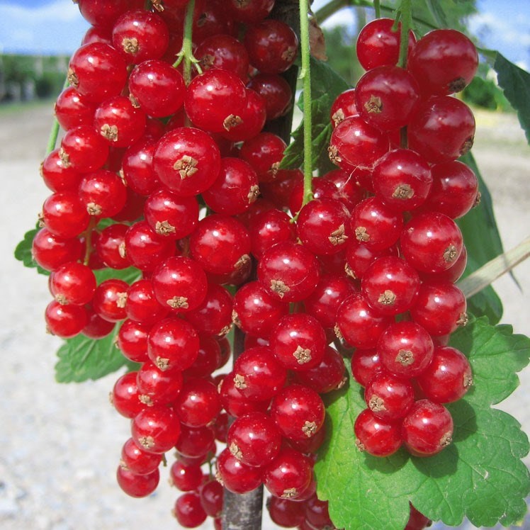 robuste rote Johannisbeere ertragreicher Busch im 3 L.Topf große Beeren in langen Trauben Müllers Grüner Garten Shop Rolan 