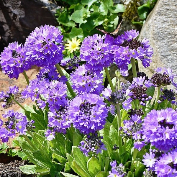 Kugel-Primel Primula denticulata Blau Blüte im März-Mai, 25-30 cm hoch, Staude im 0,5 L Topf