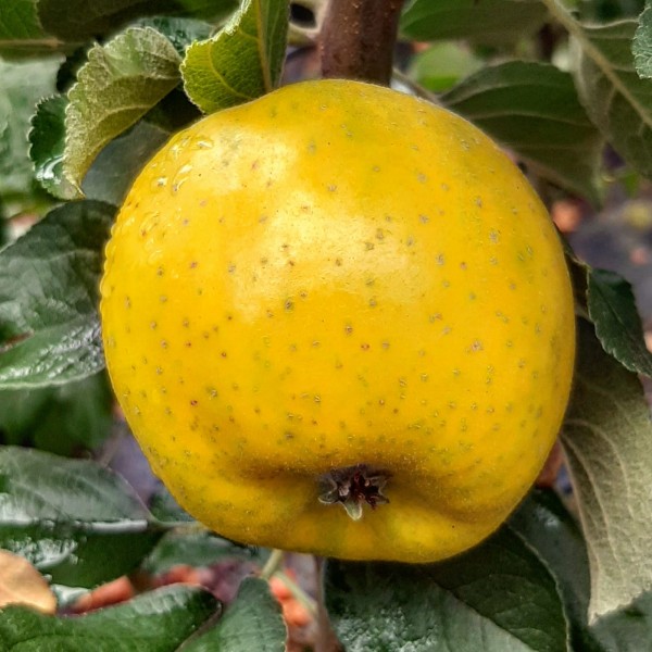 Ananasrenette - Herbstapfel