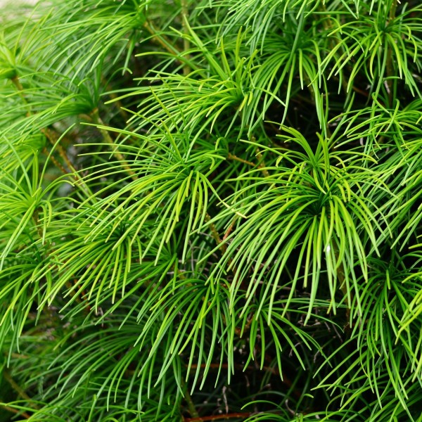 Japanische Schirmtanne Sciadopitys verticillata 20-30 cm Pflanze im Topf