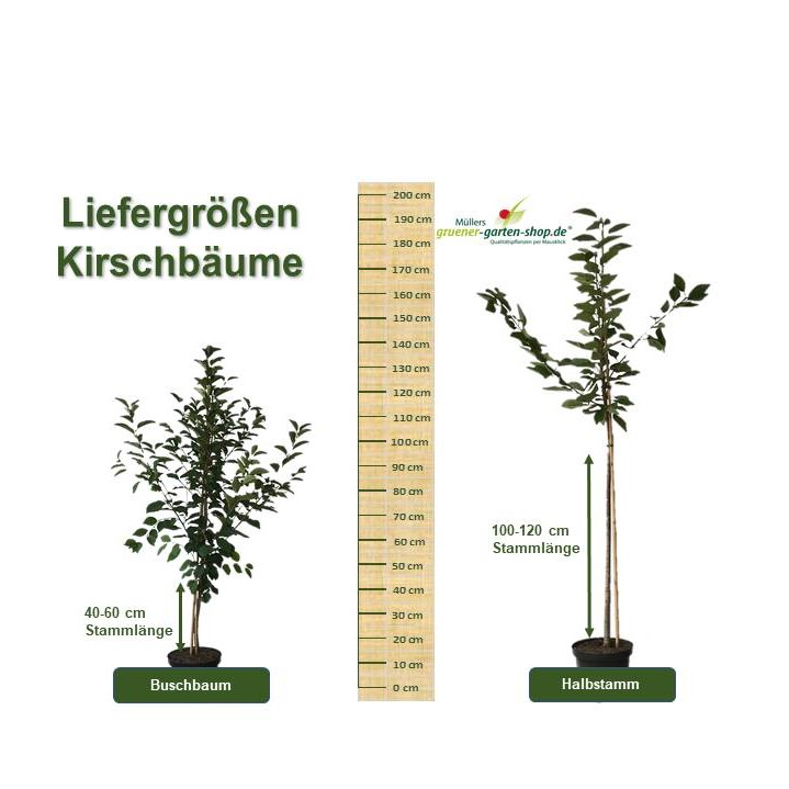 Garten kaufen Schneiders Grüner Knorpelkirsche Shop Süßkirschbaum online | Späte
