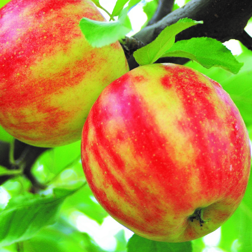 Karneval (R) Apfel aus 'Vanda' x 'Cripps Pink' | Grüner Garten Shop
