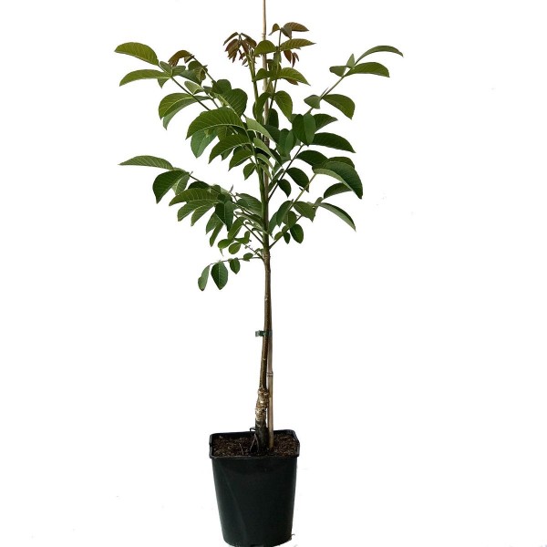 Zwerg Walnussbaum Mini Multiflora